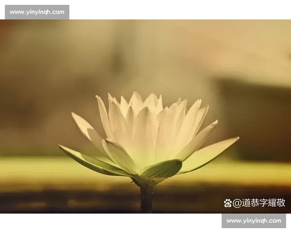 精彩瞬间定格生活每一刻感动与惊喜交织的视觉盛宴